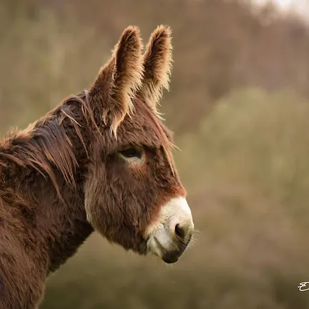 Tatil Evi Le Fenil Aux Anes *