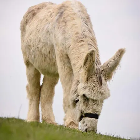 Le Fenil Aux Anes Tatil Evi